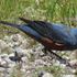 隣の空き地は野鳥の激戦区①