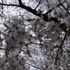 当地の隠れた桜の名所　パート2