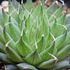 Haworthia ebenea