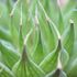 Haworthia ebenea