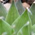 Haworthia ebenea