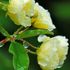 今日の庭から～雨の中の花