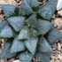 Haworthia maraisii