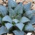 Haworthia maraisii