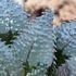 Haworthia maraisii