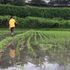 田植えの続き