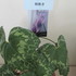 展示で見た原種シクラメン・ローフシアナムの葉っぱ