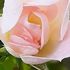 ふくおかルーバルガーデン3～夏🌺👒の***  庭便り～小さな小さな薔薇🌹が咲きました。