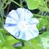 今日の青い花