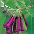 【植物図鑑】イオクロマなど6種類の植物情報追加