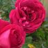 今日の庭から：薔薇３種