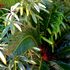今日のタテニワ植栽たち　斑入りキキョウラン　斑入り夾竹桃　君子蘭