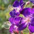 庭の花-紫紺野牡丹