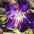 庭の花-紫紺野牡丹
