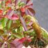 ミニ盆栽・イボタノキの紅葉