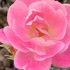 🌹P.Rose Garden 2020.12.05：3/5