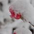 雪・雪だらけ