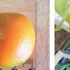 鉢栽培の実生苗に『ハナユ』の実が熟れてきた！