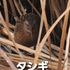 野鳥観察。