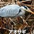 野鳥観察。