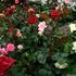 Grandpa's rose garden！　　　　　March　2.2021