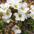 雨の合間の花撮影