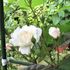 庭の花-白いツルバラ