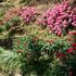 花便り・・・山手イタリア山庭園