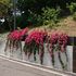 花便り・・・山手イタリア山庭園