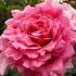 可愛く優美なピンクの薔薇…。
