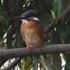 沼へ野鳥観察