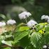 先日見た山峡の花　２