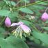 庭の山野草・夏に向けて