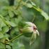 白い野菊の花