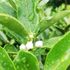 小雨🌂。白いお花。アベリア。シマトネリコ。キンカン。