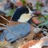 お散歩カメラ　鳥たちのディナー