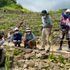 【白馬五竜高山植物園】7月の学芸員ガイド初日