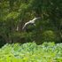 万博記念公園へ　②昆虫、野鳥たち