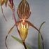 Paph.Saint Swithin