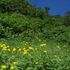 夏山の高山植物