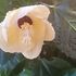 やっと咲きましたハイビスカス。コダチベコニア。