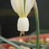 Narcissus Triandrus