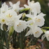 Narcissus Triandrus