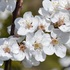 カルシウムの木の花