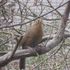 中国からやってきた花木、鳥