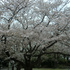 桜、満開・・・大船植物園にて②