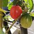 いちょうとミニトマト🍅とつわぶきの花