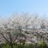 ４月５日、自慢の花畑の桜は満開です。