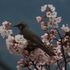 龍田川の桜