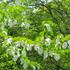 神代植物園のハンカチの木